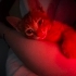Yavru Kedi Sahiplendirme fotoğraf