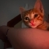 Yavru Kedi Sahiplendirme fotoğraf