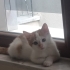Hayatınıza renk katmaya gelsin inanilmaz pozitif bir can fotoğraf