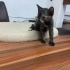Dörtlü yavru kediler fotoğraf