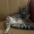 kısır 1 yaşında melez kedi fotoğraf