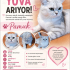 Acil Yuva Arayan 10 Aylık British Shorthair Dişi - Pamuk (Ücretsiz) fotoğraf