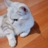 Acil Yuva Arayan 10 Aylık British Shorthair Dişi - Pamuk (Ücretsiz) fotoğraf