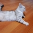 Acil Yuva Arayan 10 Aylık British Shorthair Dişi - Pamuk (Ücretsiz) fotoğraf