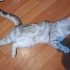 Acil Yuva Arayan 10 Aylık British Shorthair Dişi - Pamuk (Ücretsiz) fotoğraf
