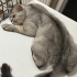 SOKAĞA ATILMIŞ ACİL GEÇİCİ KALICI YUVA 🐾😭 fotoğraf