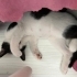 Sevecen oyuncu tatlı fotoğraf