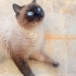 Maviş  oğlumuz yuva arıyor fotoğraf