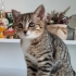 Acil Yuva Arıyorum fotoğraf