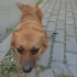 Bücür kızımız yıva arıyor fotoğraf