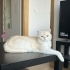 Acil Yuva Arıyoruz fotoğraf