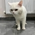 Beyaz acil yuva arıyor fotoğraf
