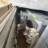 Oyuncu temiz ve sakin bir kedi fotoğraf