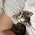 sevimli ve oyuncu yavru kedi yuvasını arıyor 🐾 fotoğraf