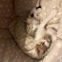 sevimli ve oyuncu yavru kedi yuvasını arıyor 🐾 fotoğraf