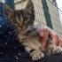Yetim Umut'a acil yuva fotoğraf