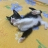 Oreo Meraklı ve sevgi dolu minik oğlan ailesini bekliyor fotoğraf