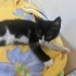 Oreo Meraklı ve sevgi dolu minik oğlan ailesini bekliyor fotoğraf