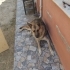 Alman kurdu 1 yaş erkek sahiplendirme fotoğraf