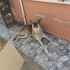 Alman kurdu 1 yaş erkek sahiplendirme fotoğraf