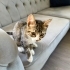 Tekir 4 aylık bir bebiş fotoğraf