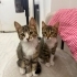 Tekir 4 aylık bir bebiş fotoğraf