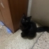 Salem, Apartmandan atıldı, Acil yuvaya ihtiyacı var sokakta çok korkuyor. fotoğraf
