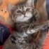 Çok tatlı cana yakın pamuk gibi kızımız fotoğraf