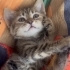 Çok tatlı cana yakın pamuk gibi kızımız fotoğraf