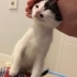 2.5 aylık sevgi delisi kedi fotoğraf