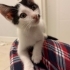 2.5 aylık sevgi delisi kedi fotoğraf
