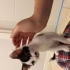 2.5 aylık sevgi delisi kedi fotoğraf
