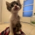 2.5 aylık oyuncu kedi fotoğraf