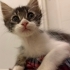 2.5 aylık oyuncu kedi fotoğraf