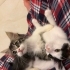 2.5 aylık oyuncu kedi fotoğraf