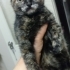 Sevgi dolu yuva arayan minik kedi fotoğraf