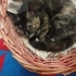 Sevgi dolu yuva arayan minik kedi fotoğraf