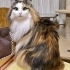 BRİTİSH&CALİCO LONGHAİR GÜZELLİKLER ÜCRETSİZ SAHİPLENDİRME fotoğraf