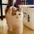BRİTİSH&CALİCO LONGHAİR GÜZELLİKLER ÜCRETSİZ SAHİPLENDİRME fotoğraf