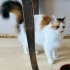 BRİTİSH&CALİCO LONGHAİR GÜZELLİKLER ÜCRETSİZ SAHİPLENDİRME fotoğraf