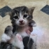 Eskişehir yavru kedi fotoğraf