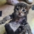 Eskişehir yavru kedi fotoğraf