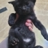 Eskişehir yavru kedi fotoğraf