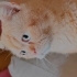 4 YAŞINDA SEVECEN KEDİ YENİ YUVASINI ARIYOR fotoğraf