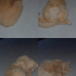 4 YAŞINDA SEVECEN KEDİ YENİ YUVASINI ARIYOR fotoğraf