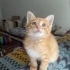 ACİL YUVA ANKARA fotoğraf