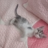 Yavru kedi sahiplendirme fotoğraf