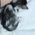 Yavru kedi sahiplendirme fotoğraf