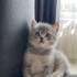 Melez Tatlılık Yuvasını Arıyor fotoğraf