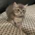 Melez Tatlılık Yuvasını Arıyor fotoğraf